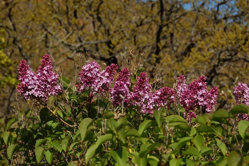 Lilac off the lower Coyote trail - probably an evidence of a long gone homestead