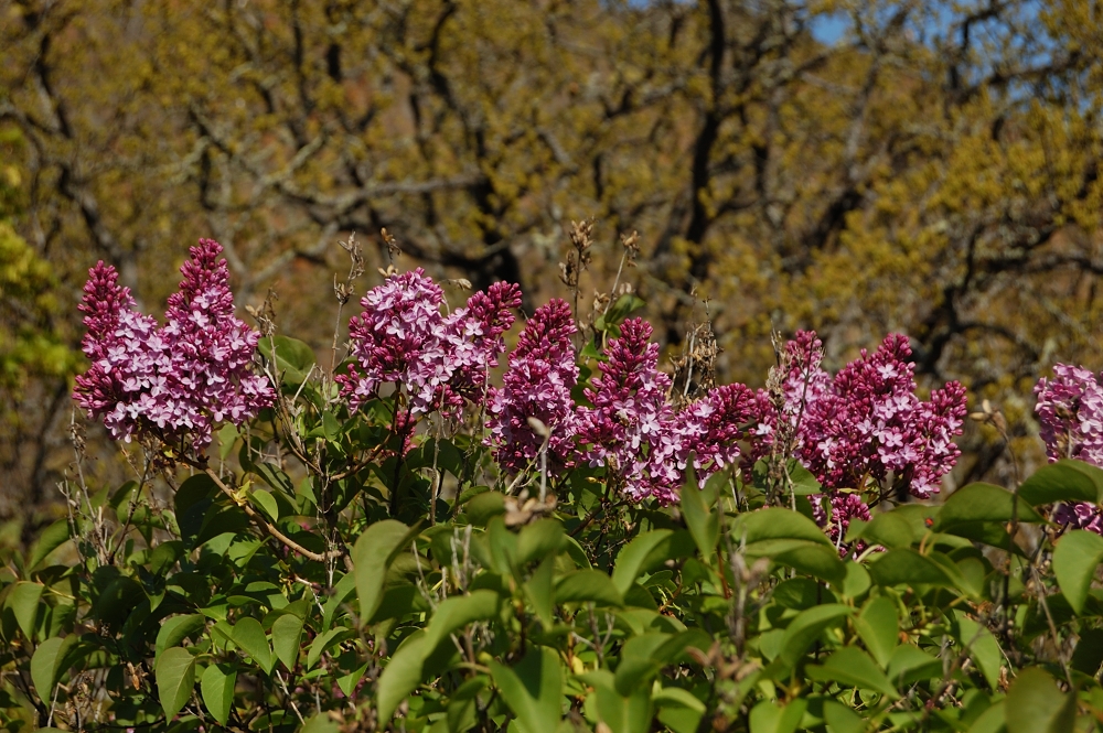 Lilac off the lower Coyote trail - probably an evidence of a long gone homestead