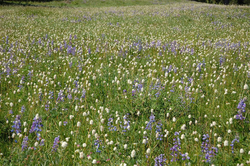The flowers were awesome, and will be even better the next 2 weeks!