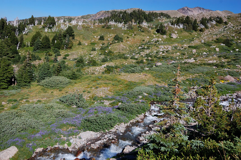 IMHO, Timberline trail goes way too low on the mountain and misses the best views. That's where it could be more scenic