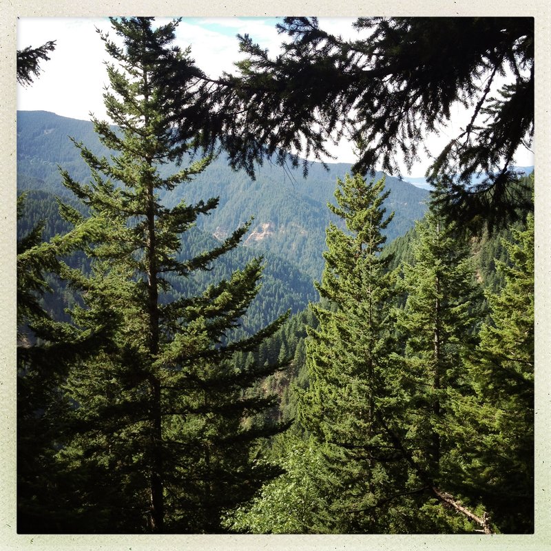 forest.