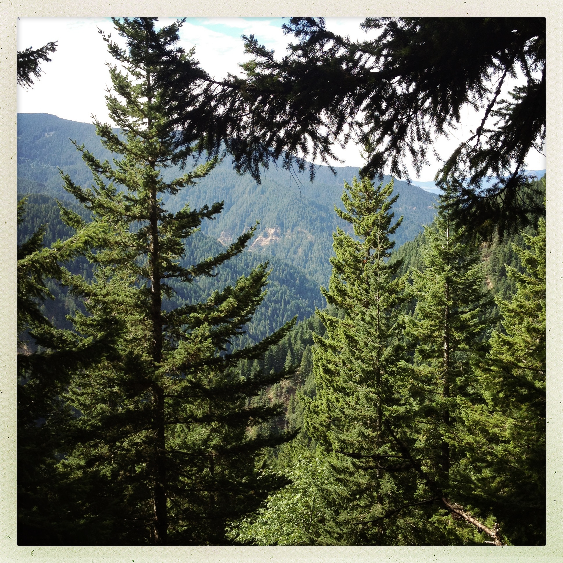 forest.