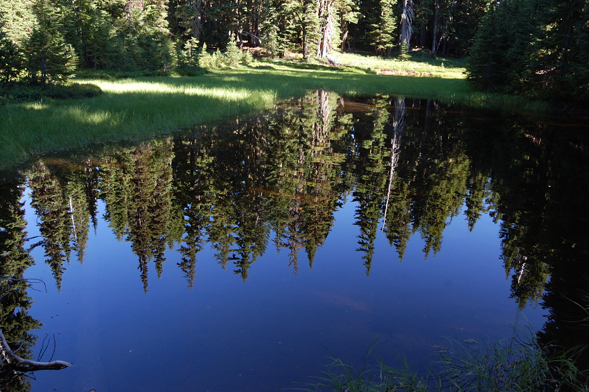 Reflection in one of many forest ponds