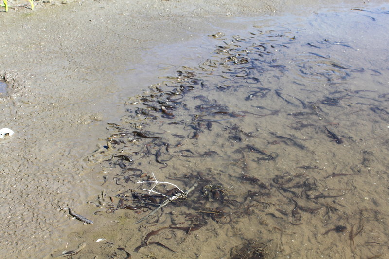 mudpuppies at Squaw Lakes