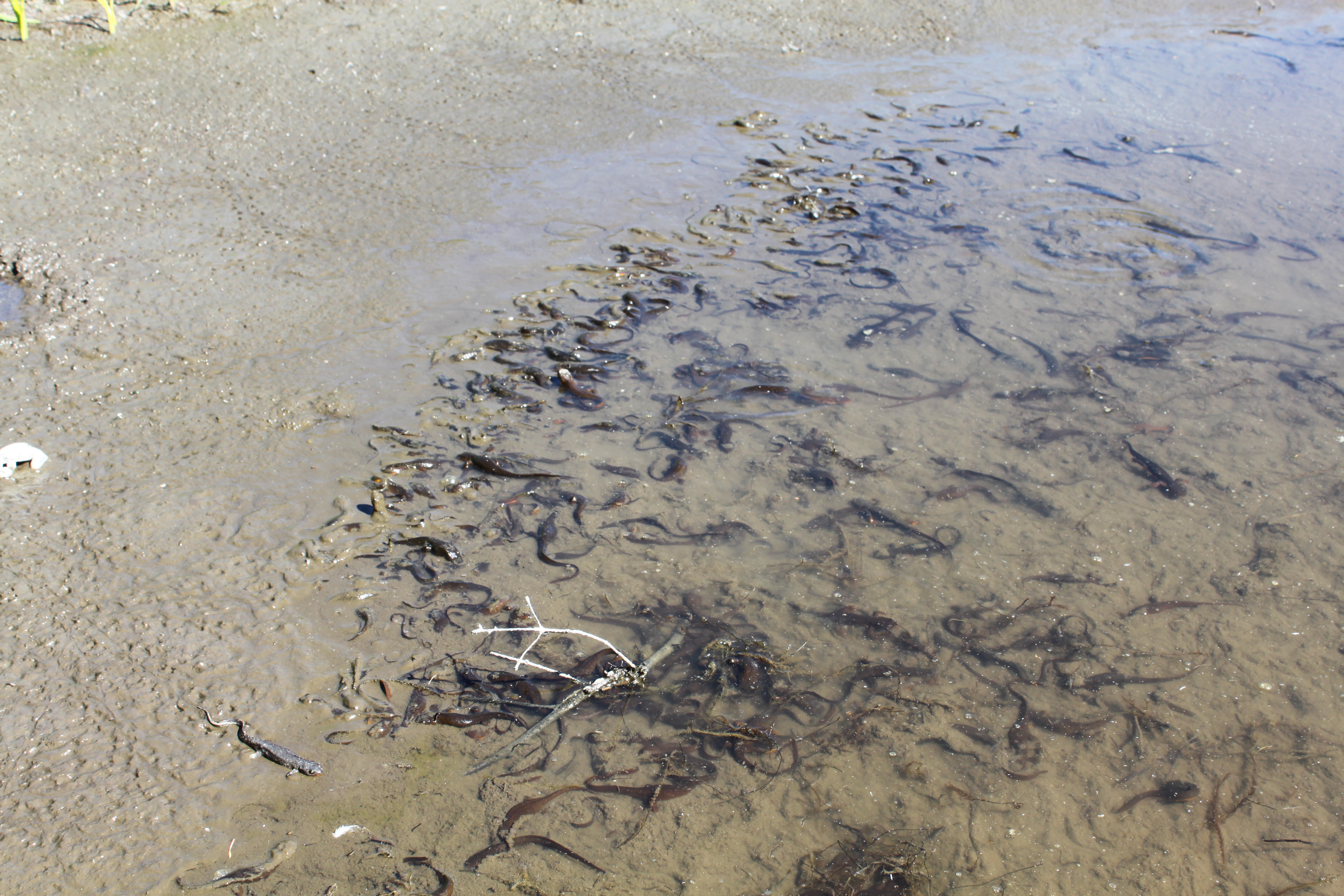 mudpuppies at Squaw Lakes