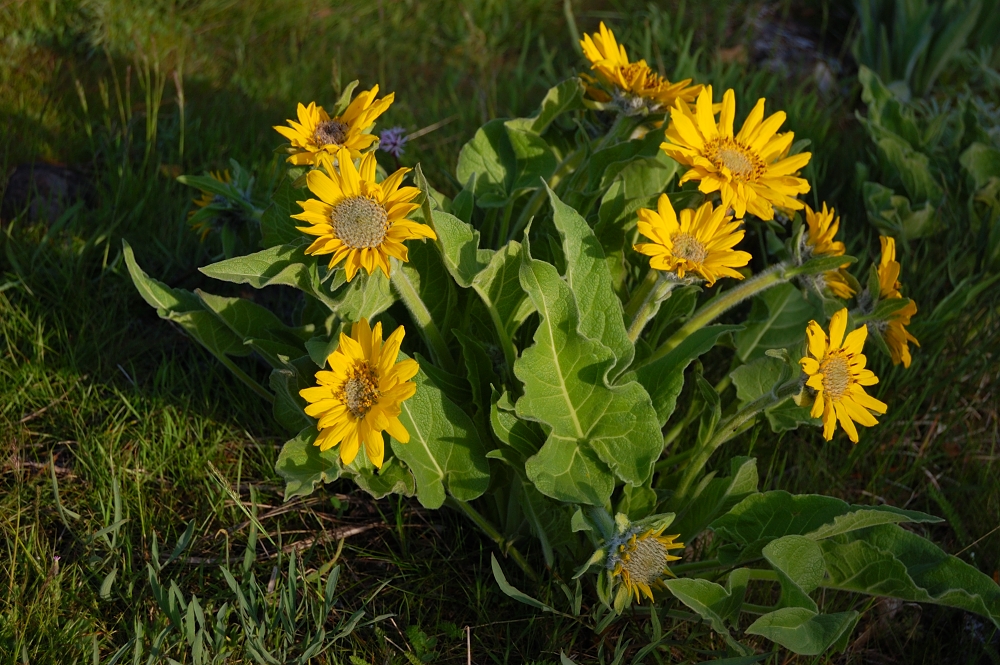 A good piece of balsamroot