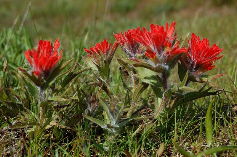 Early Indian Paintbrush