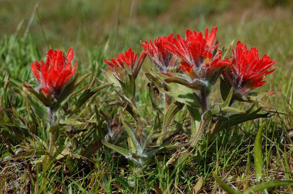 Early Indian Paintbrush
