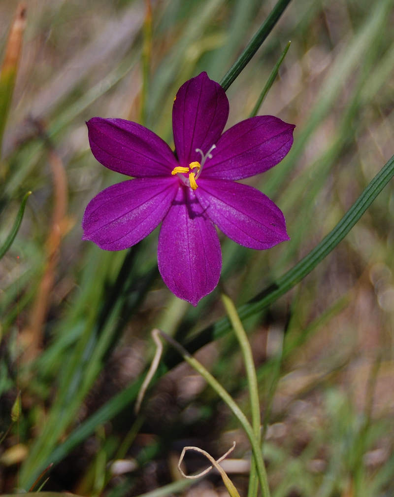 Late Grass Widow (in May!)