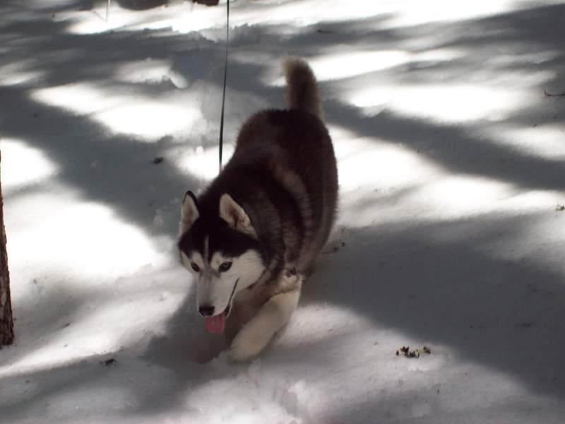 No snow too deep for Miko