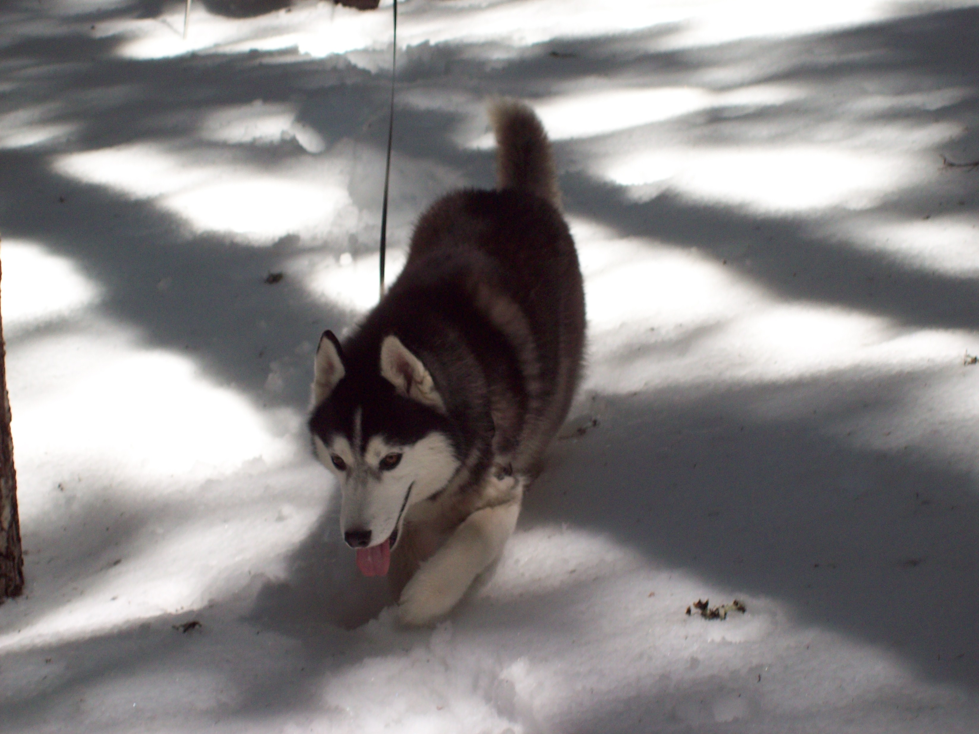 No snow too deep for Miko