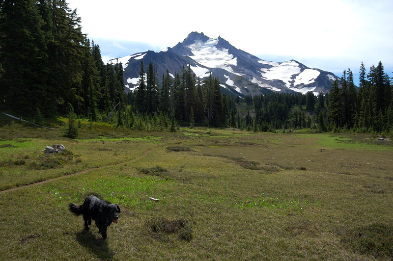 Meadows along upped Breitenbrush trail
