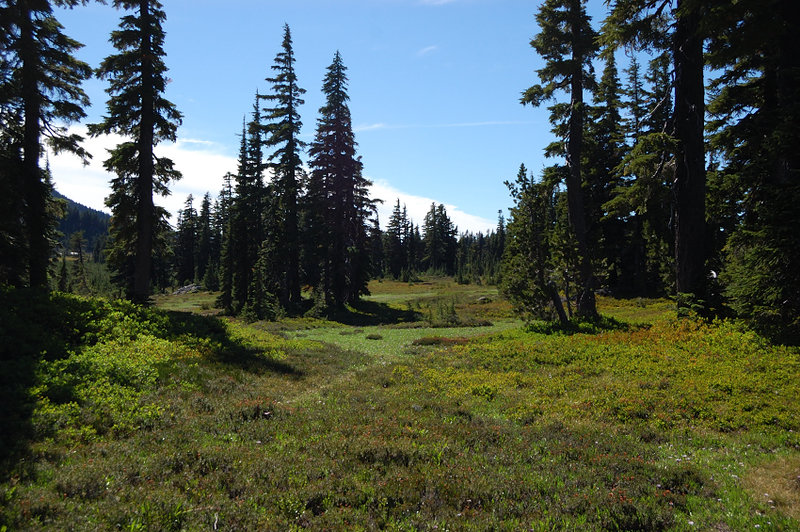 These meadows are filled with huckleberries