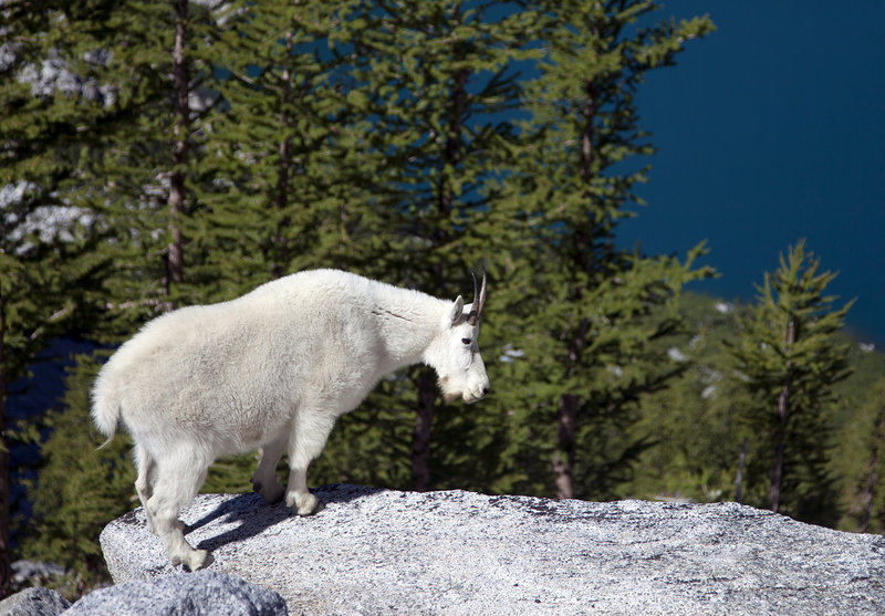 Mountain Goat