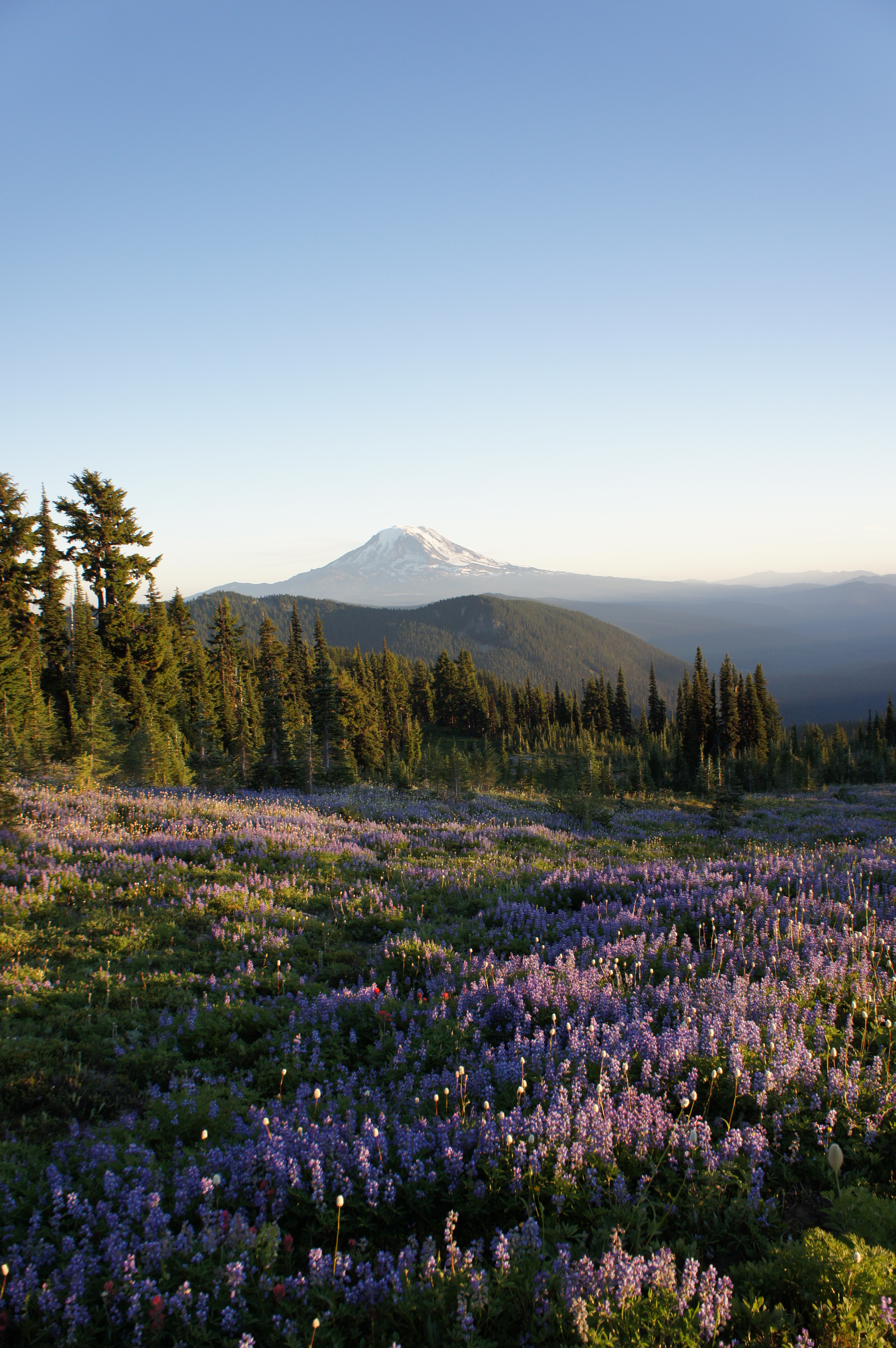 Mt. Hood from the Snowgrass Trail