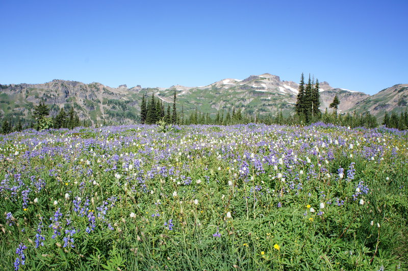 Wildflowers