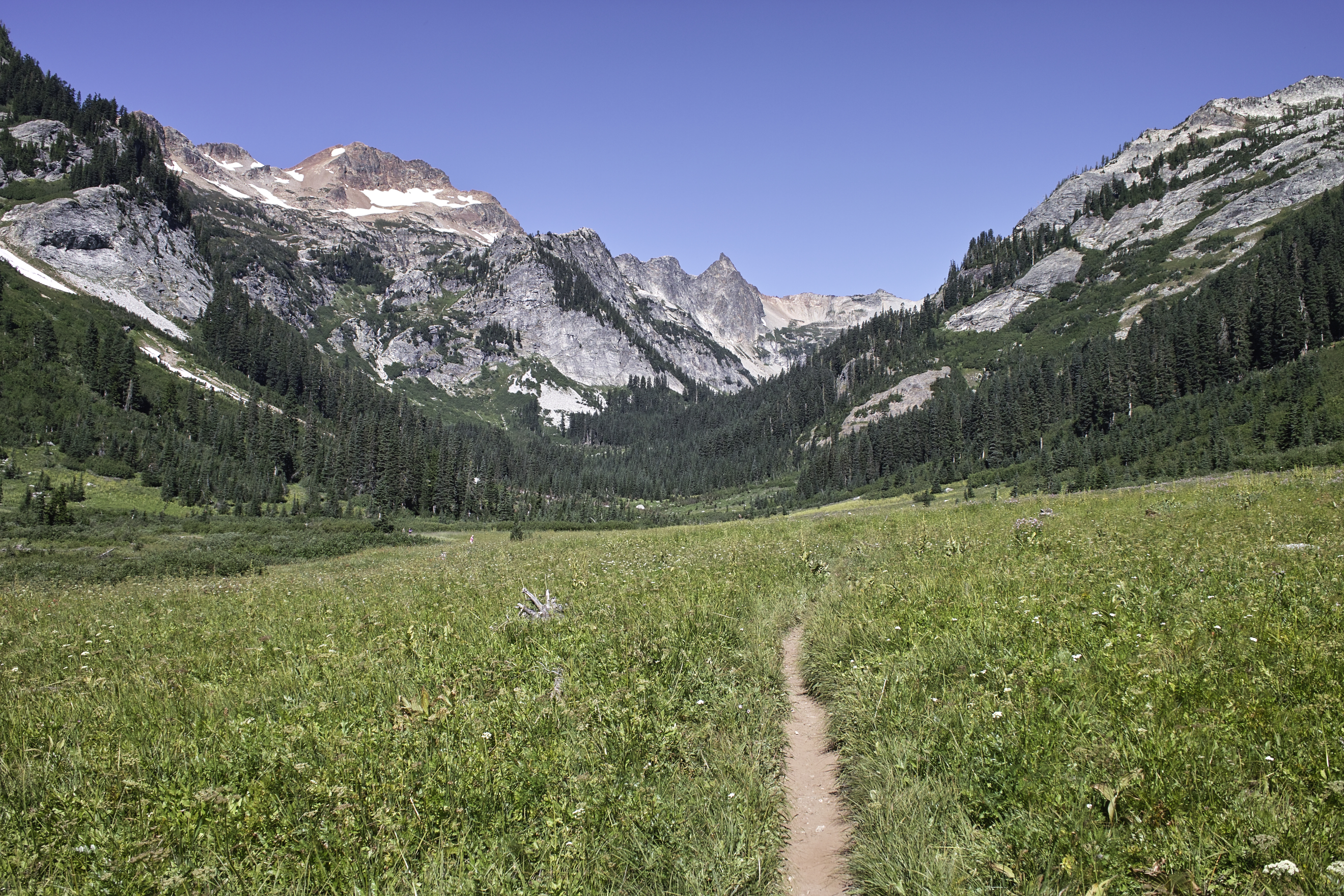 Spider Meadows