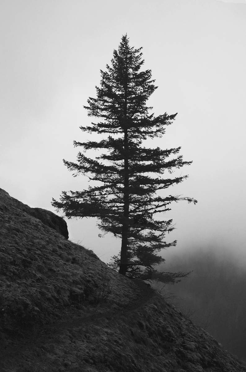 Lone tree on canyon overlook