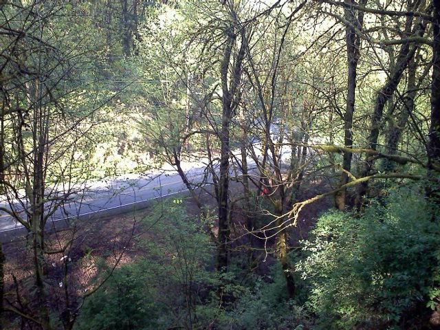 Burnside FREEWAY, Wildwood trail crosses this!
