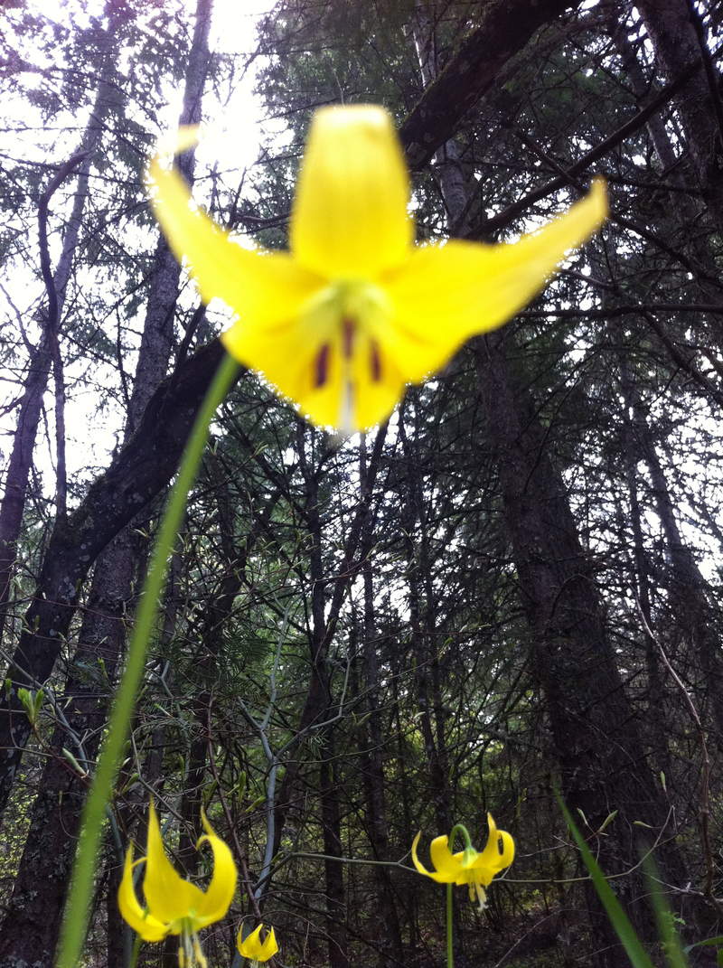 glacier Lily