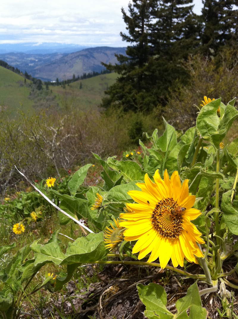 a bee feasting on balsamroot