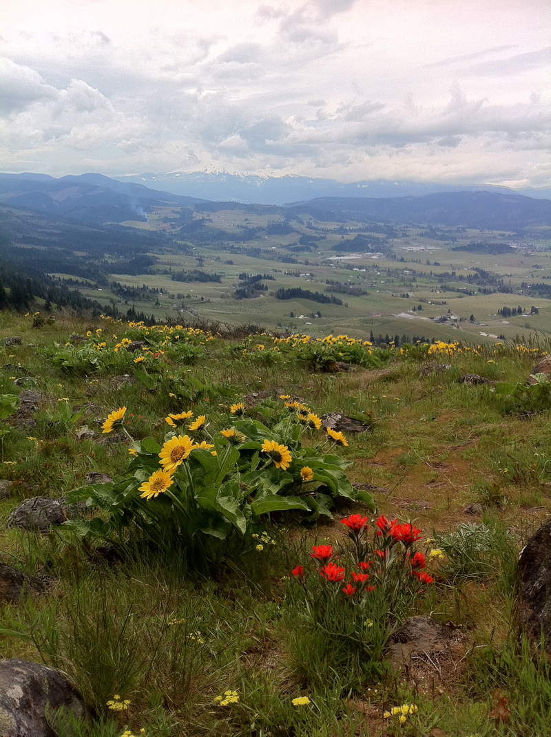 the meadow makes me happy