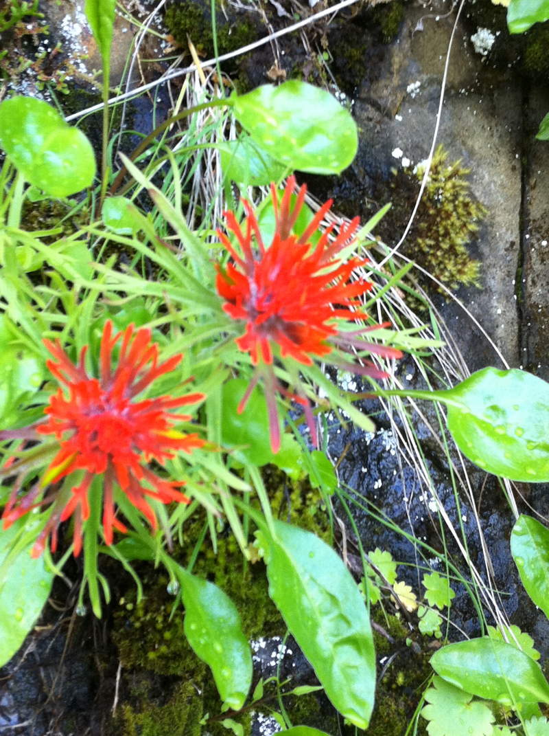 Paintbrush at Upper McCord Creek