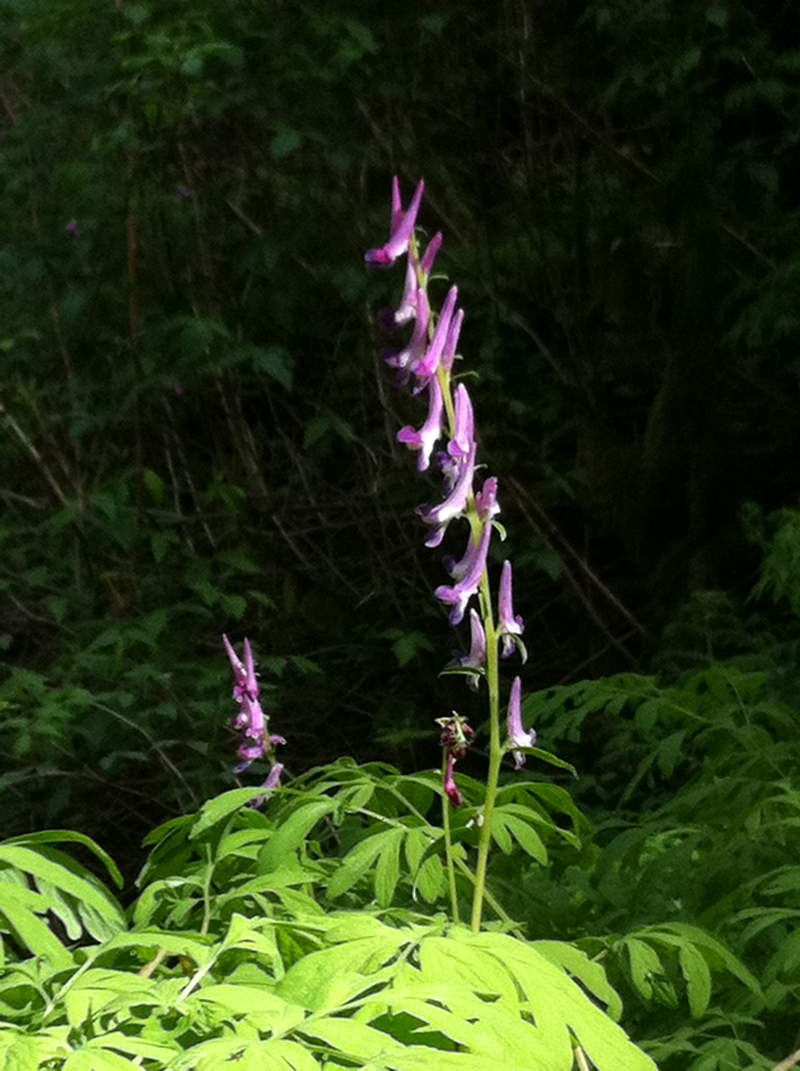 Corydalis at John Yeon