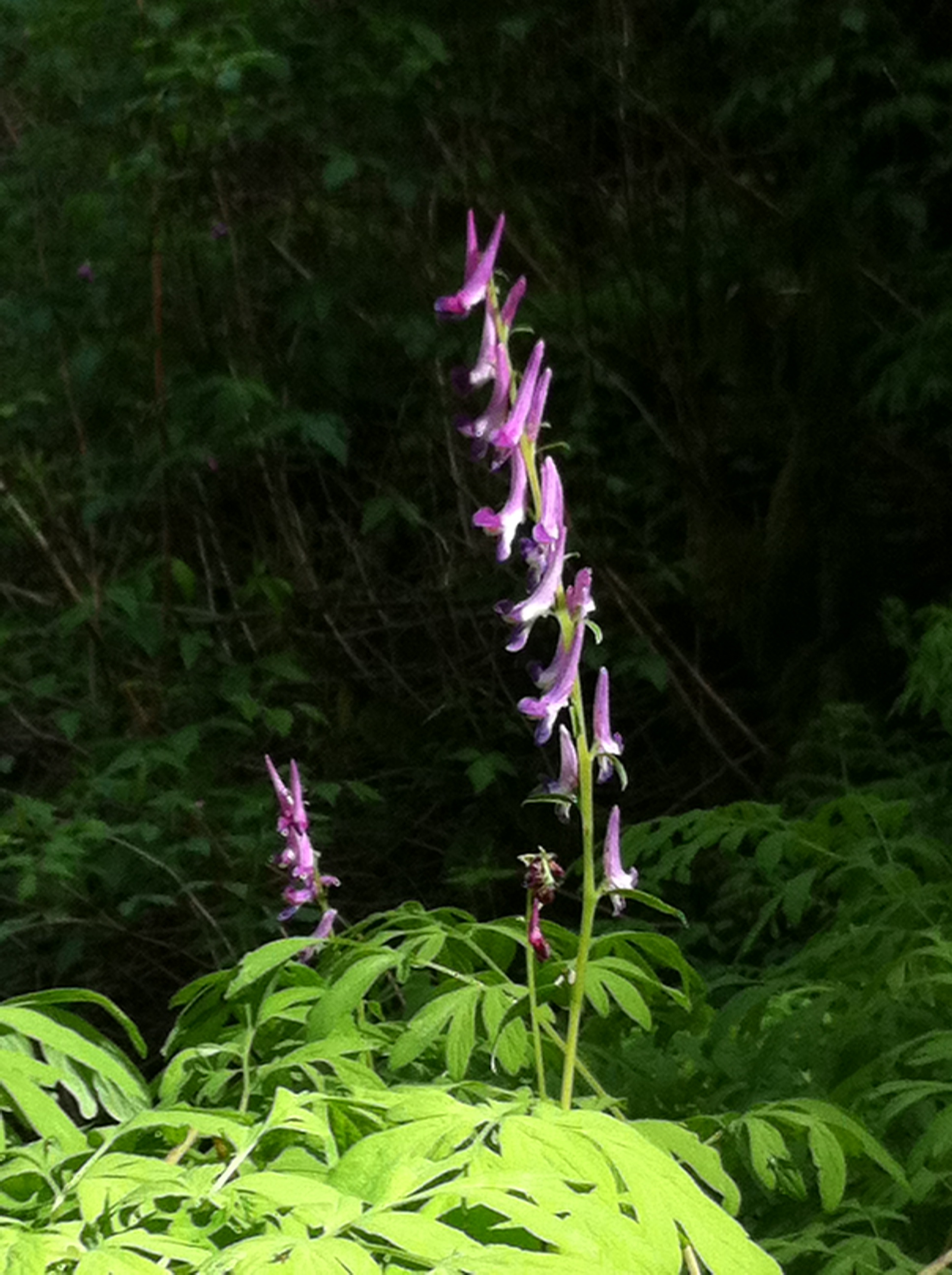 Corydalis at John Yeon