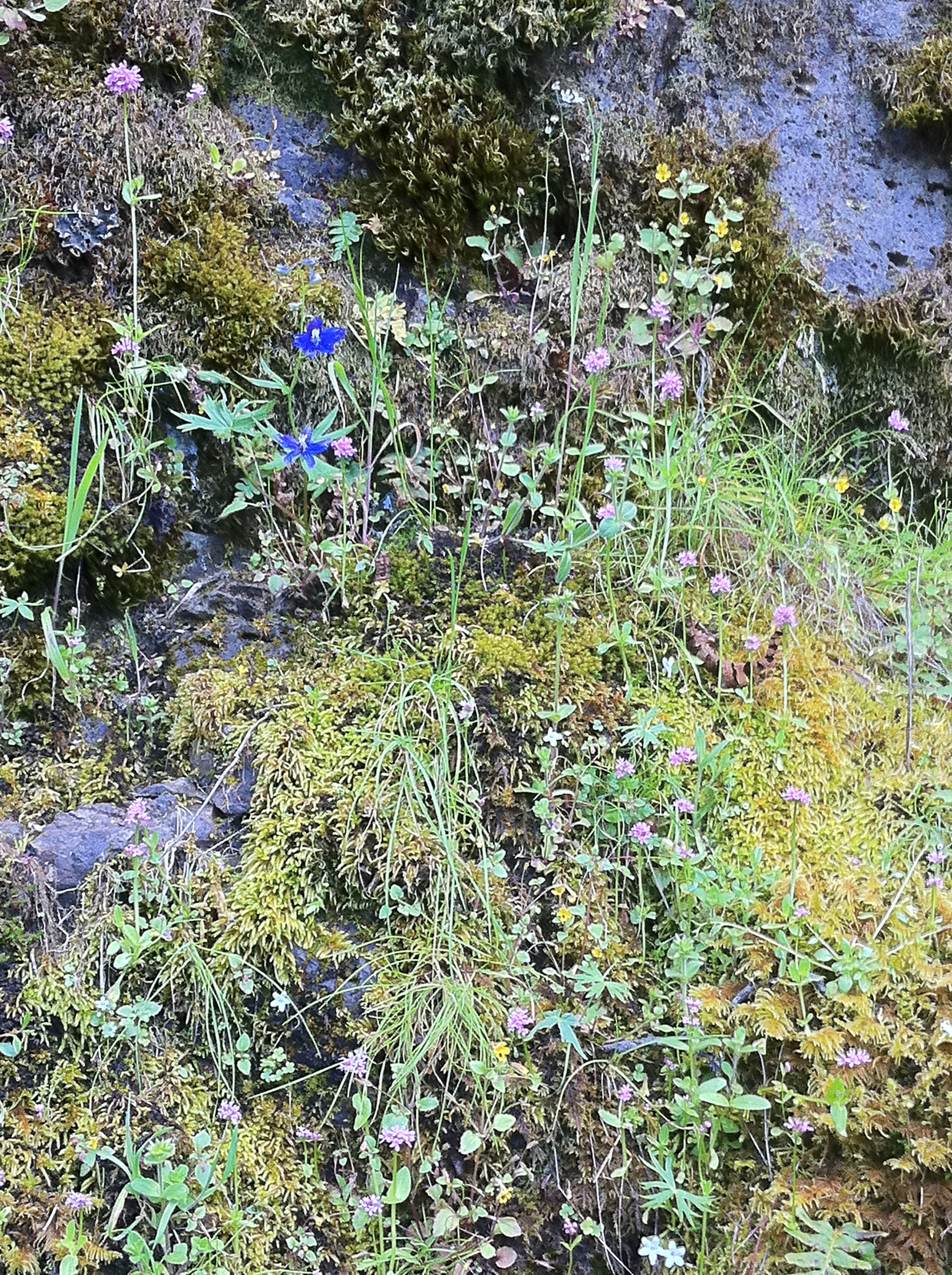 Colorful rocky wall at Oneonta