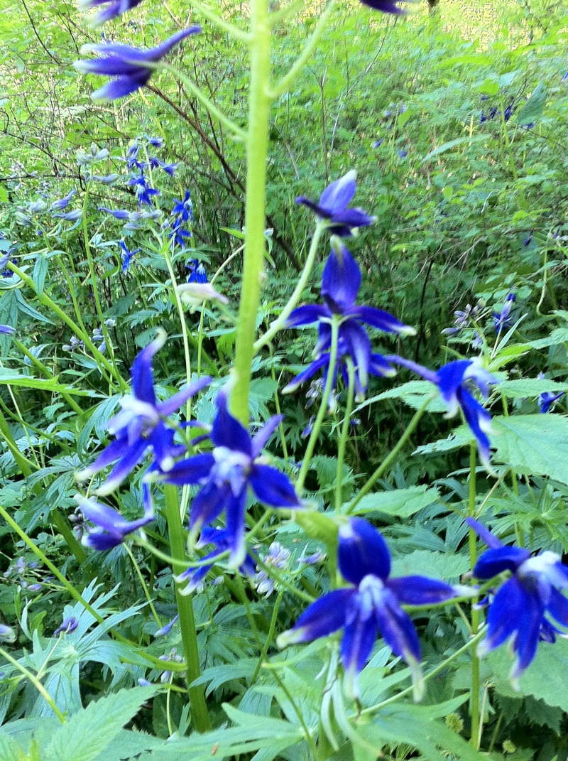 tall tall tall larkspur