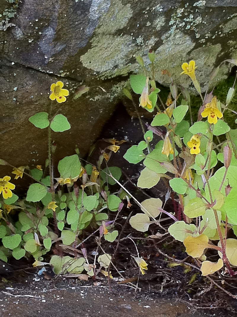 Monkey Flower (?)