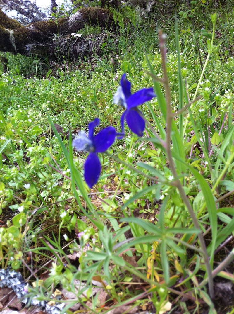 larkspur