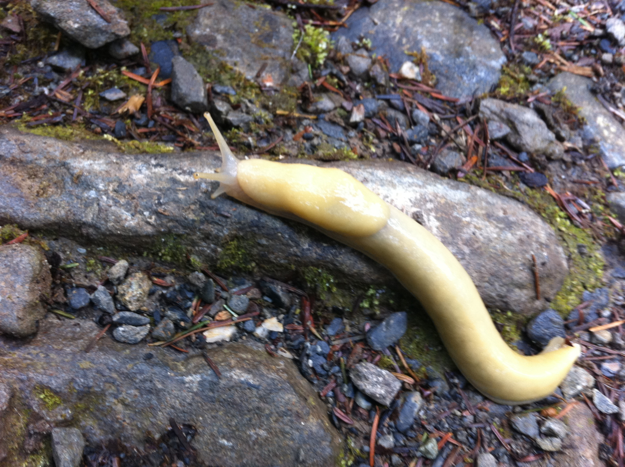 Banana.