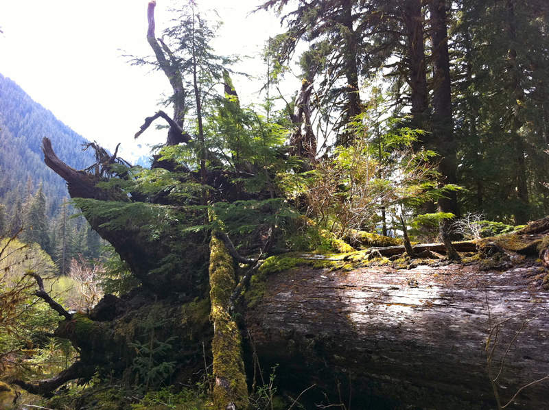 I love it when trees grow on trees.