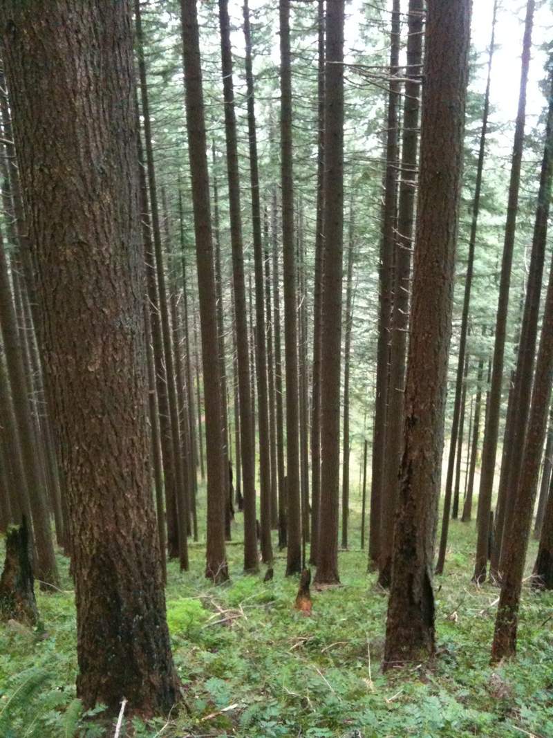 trees on 420c switchbacks below devil's rest