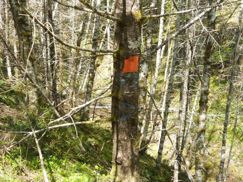 scotty/dog timber sale tree marker