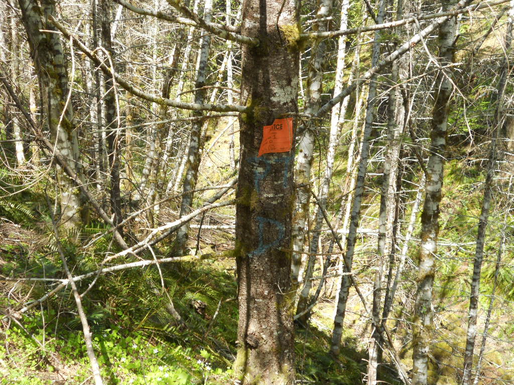 scotty/dog timber sale tree marker