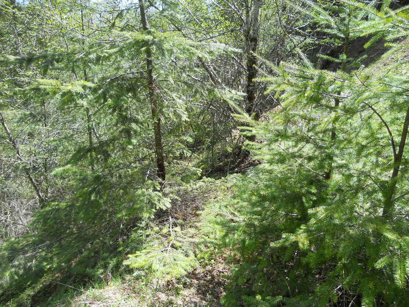 looking down correct scree field, came up this way