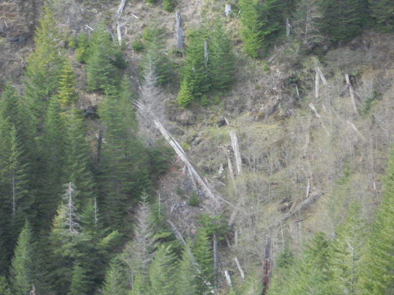 Looking on way down Kings at one of the fields I ascended, went through those downed trees