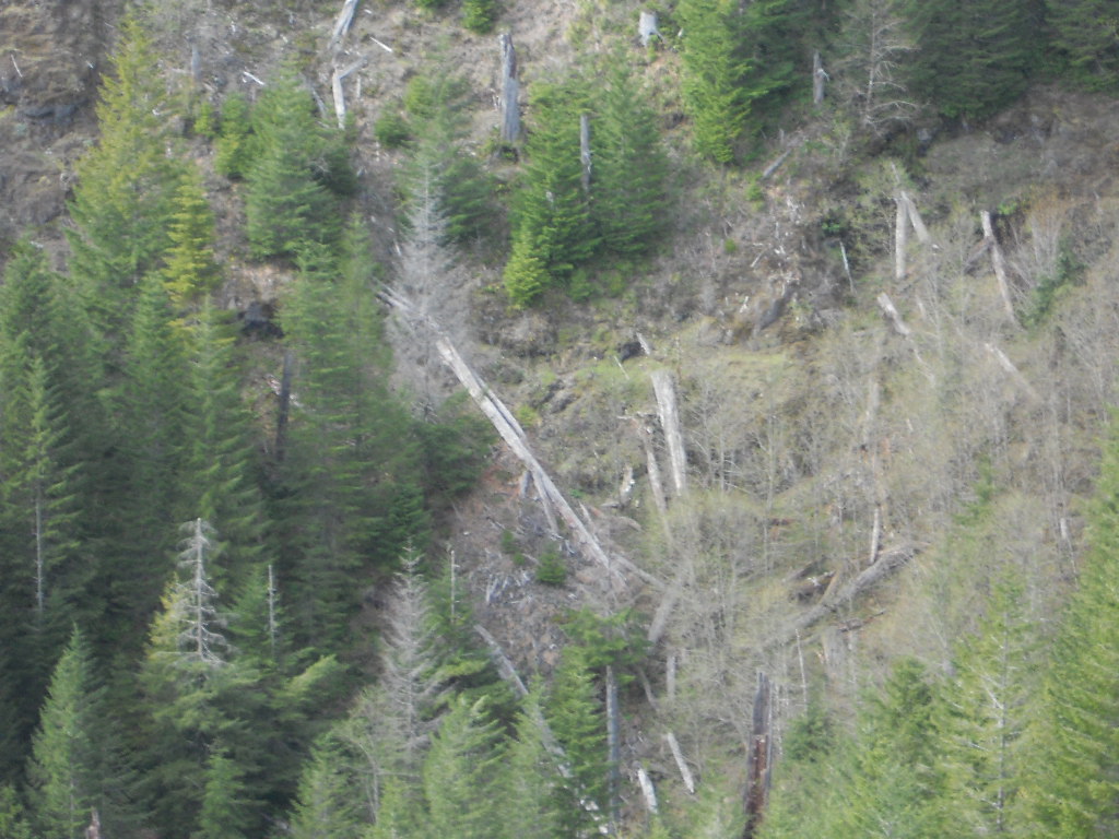 Looking on way down Kings at one of the fields I ascended, went through those downed trees