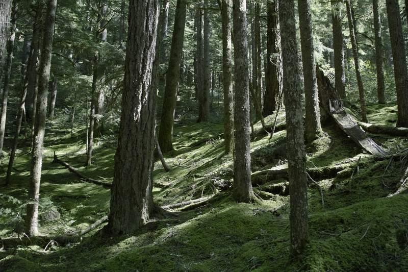 Mossy goodness.