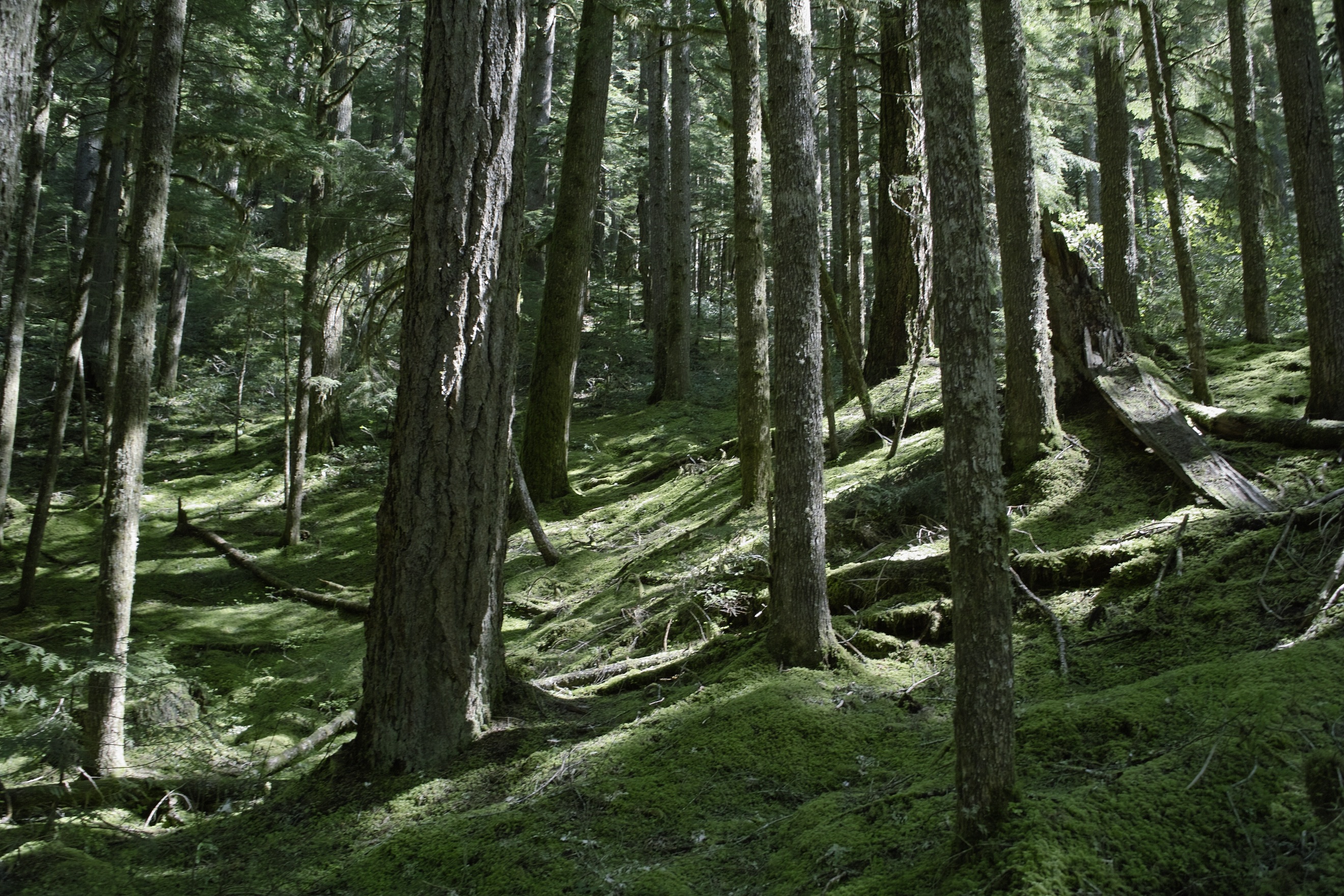 Mossy goodness.